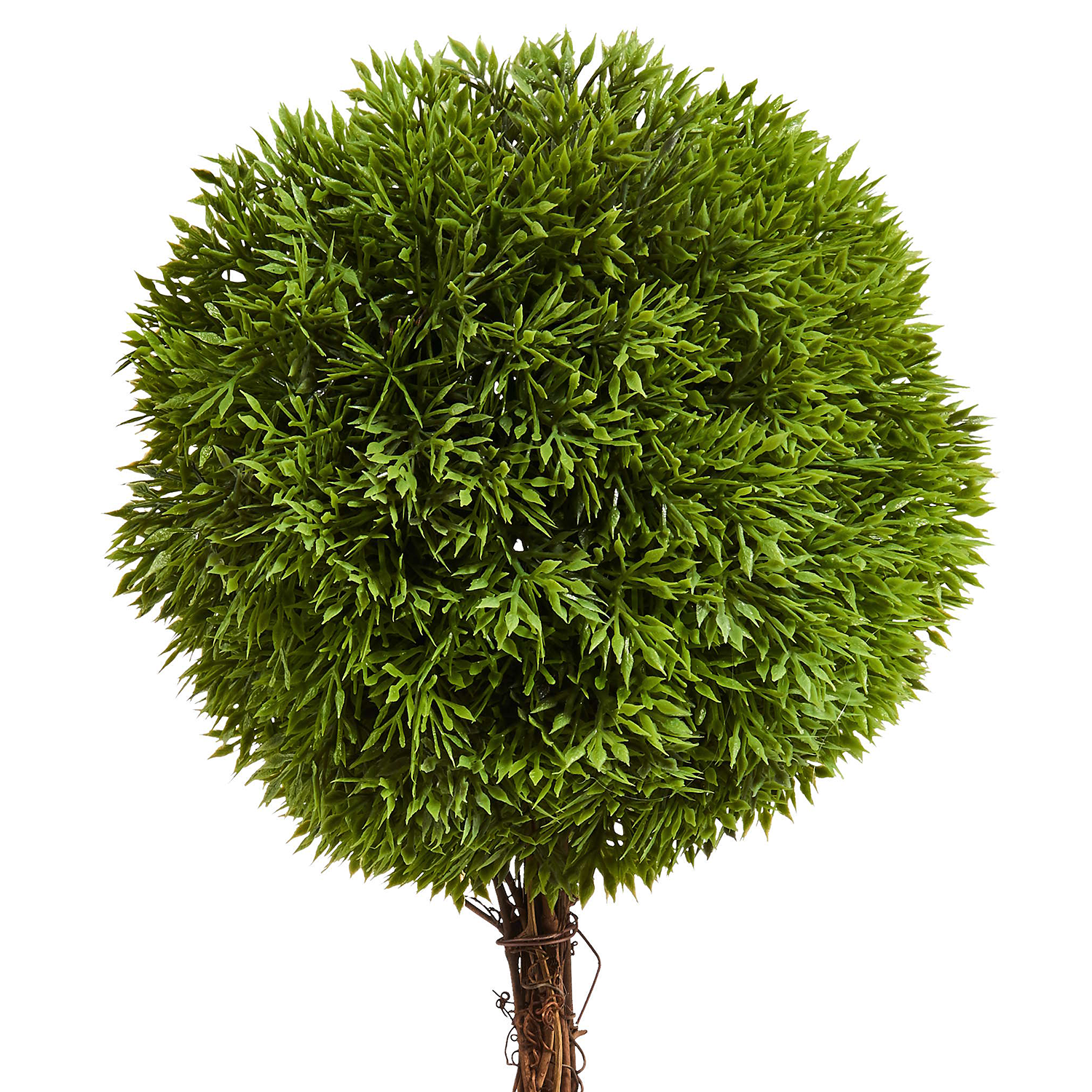 FLORISTA copacel mic in ghiveci