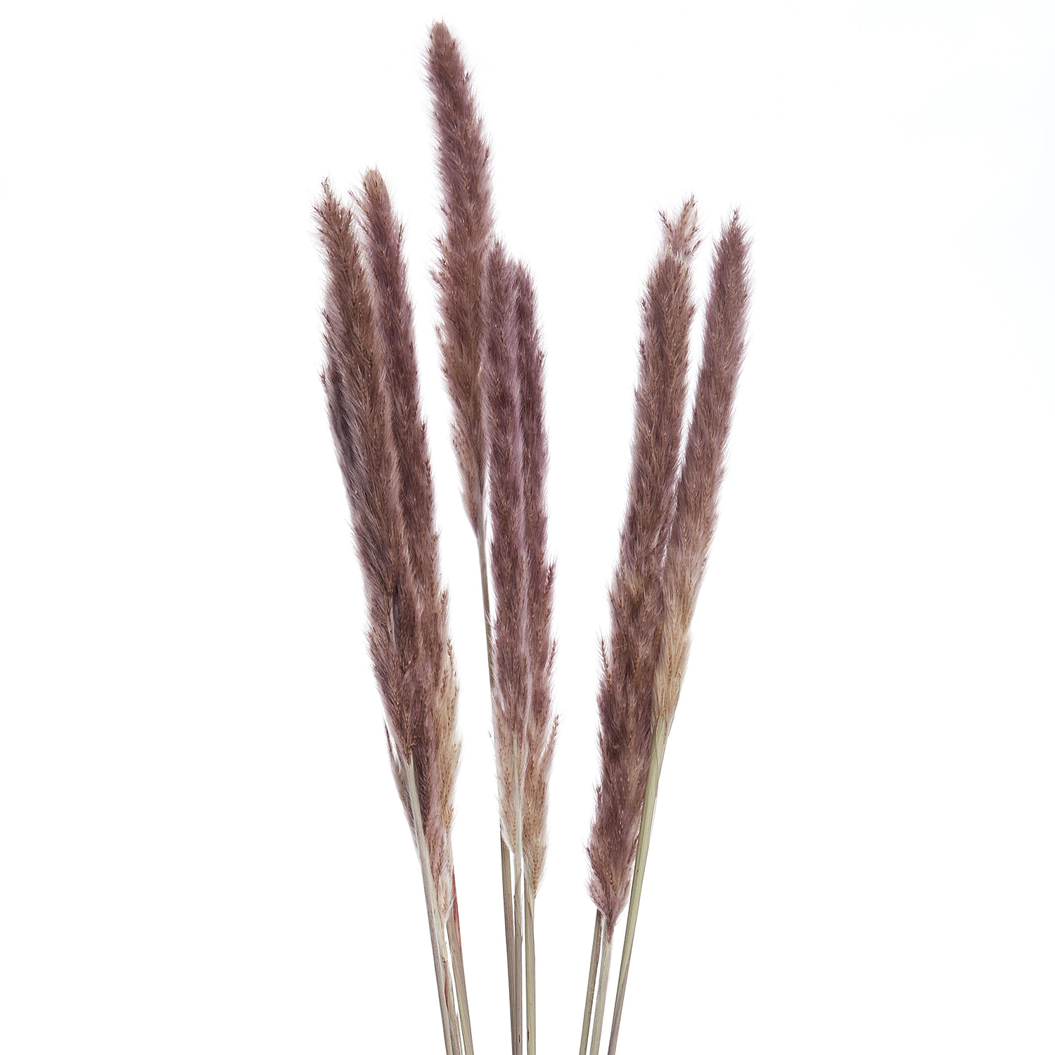 FLOWER MARKET iarba Pampas 70cm