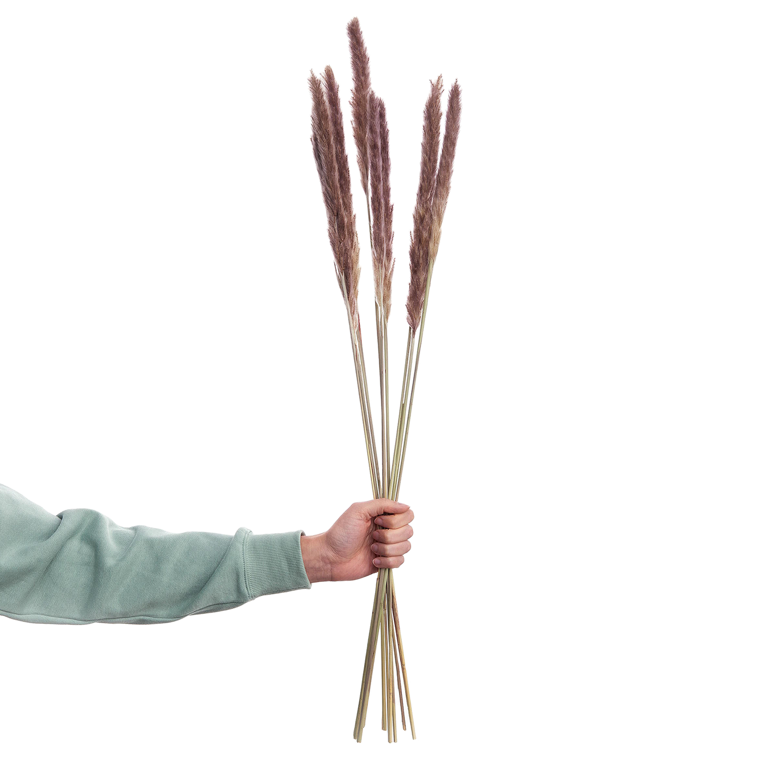 FLOWER MARKET iarba Pampas 70cm