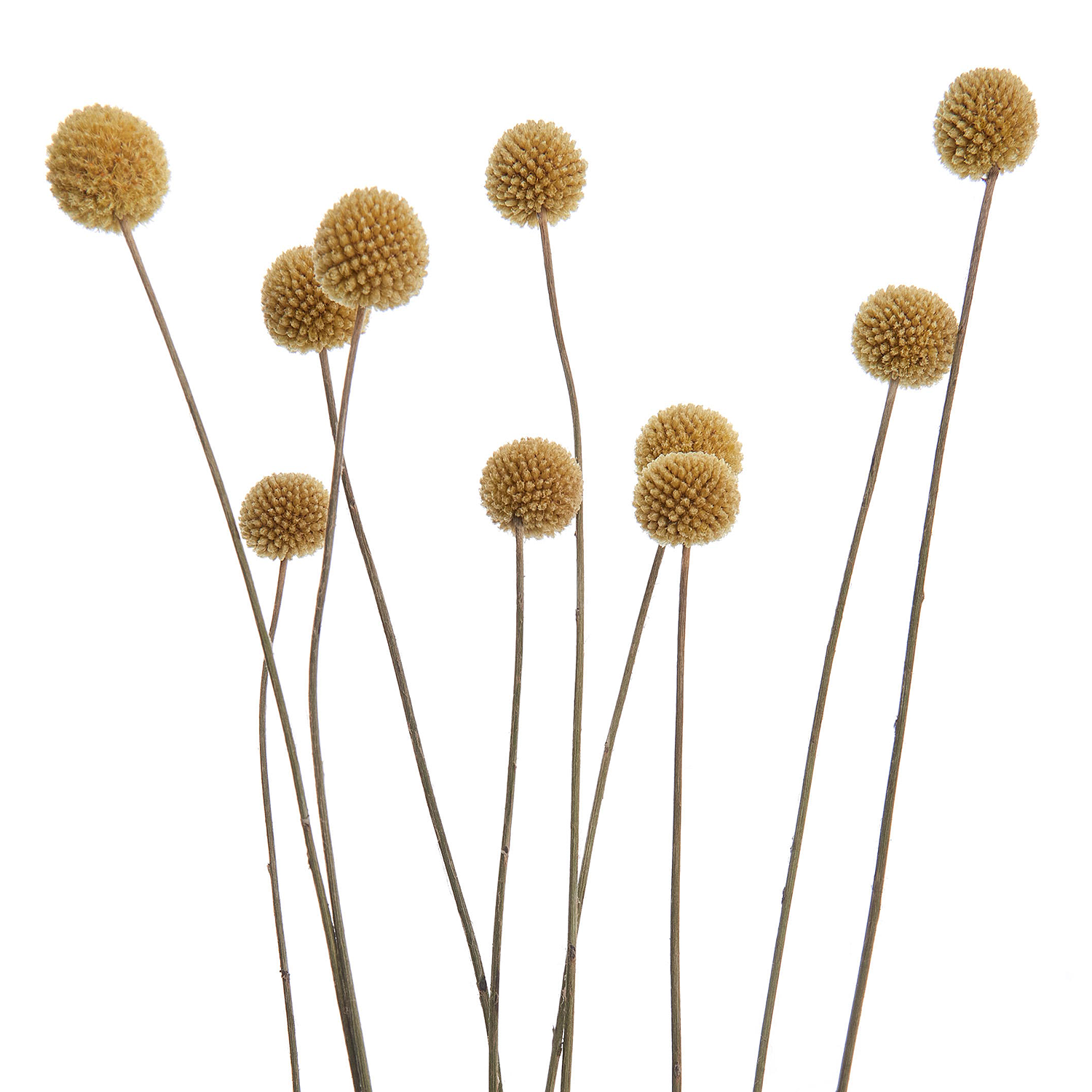 FLOWER MARKET craspedia uscata, 10 bucati