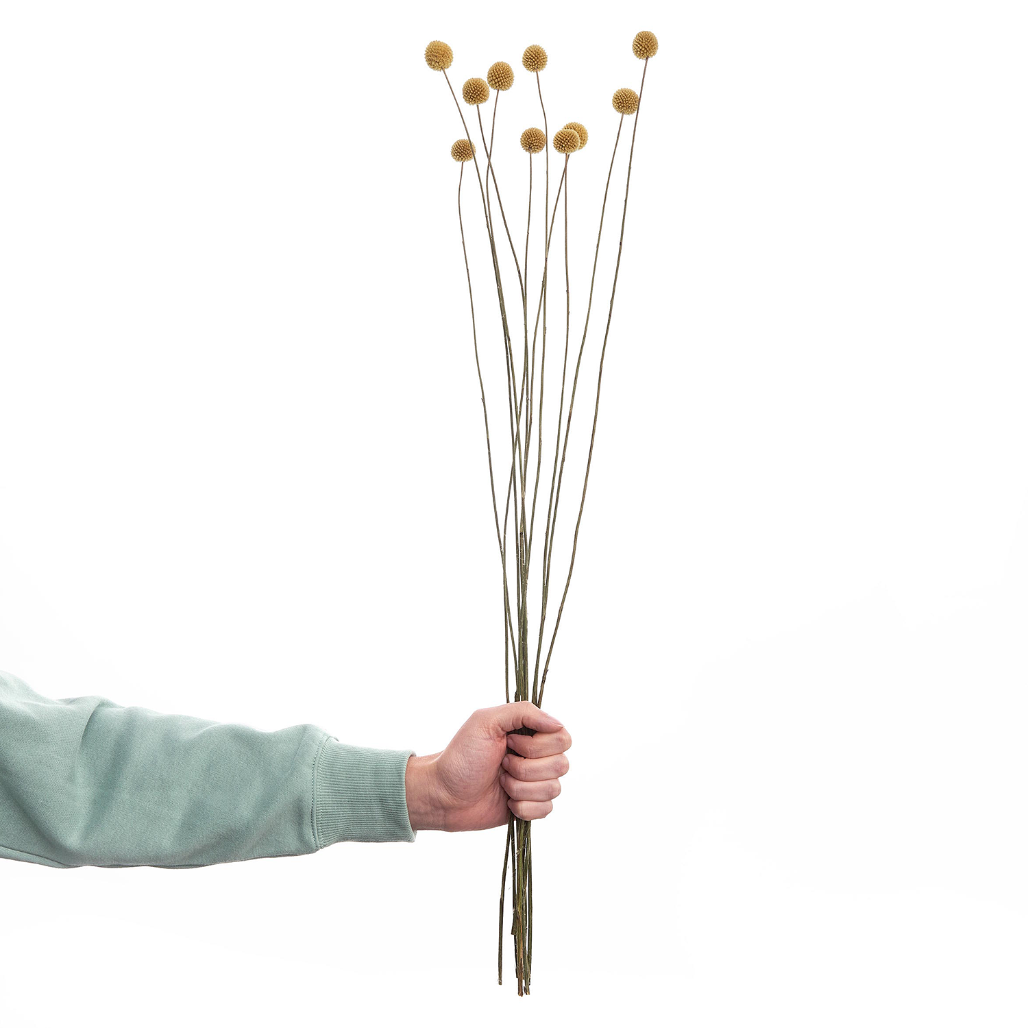 FLOWER MARKET craspedia uscata, 10 bucati