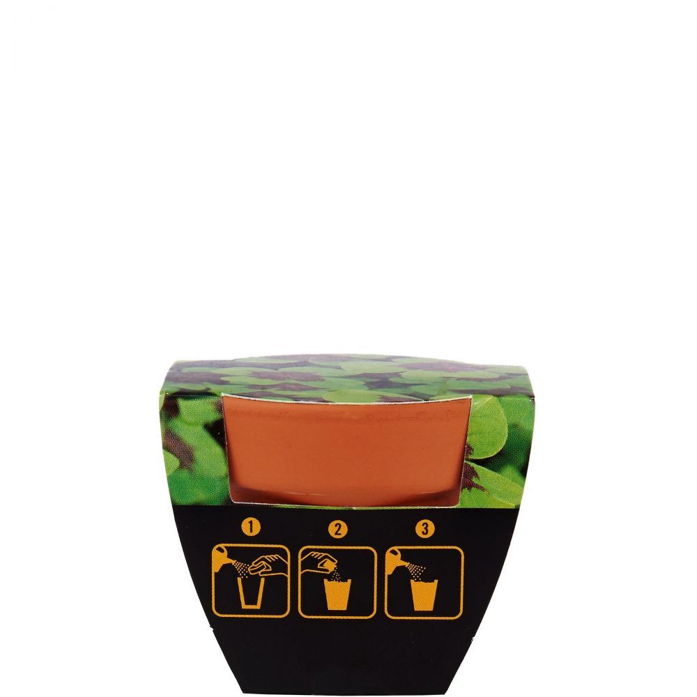 LUCKY LOOK trifoi norocos in ghiveci verde