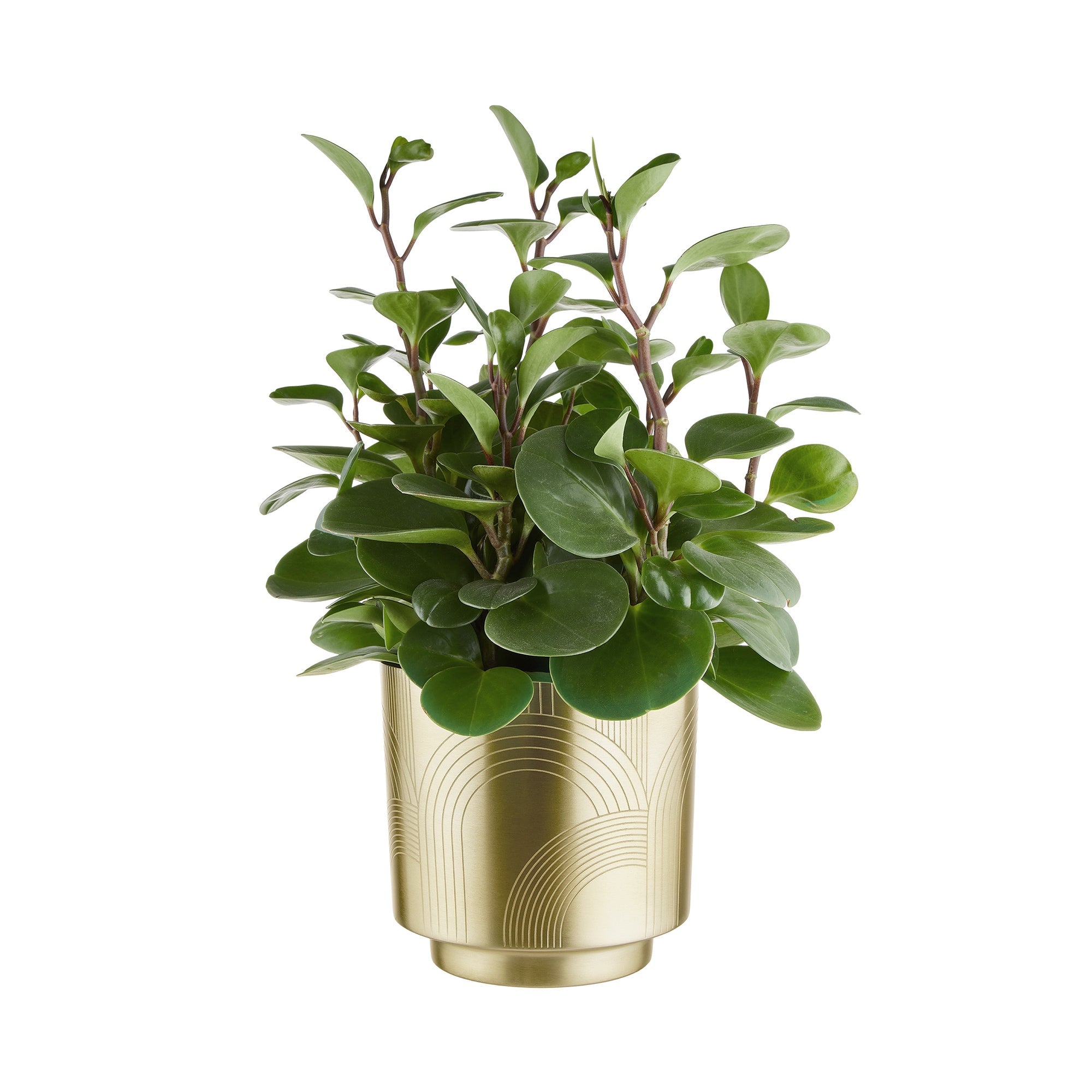 PLANTA ghiveci gravat Ø18cm auriu