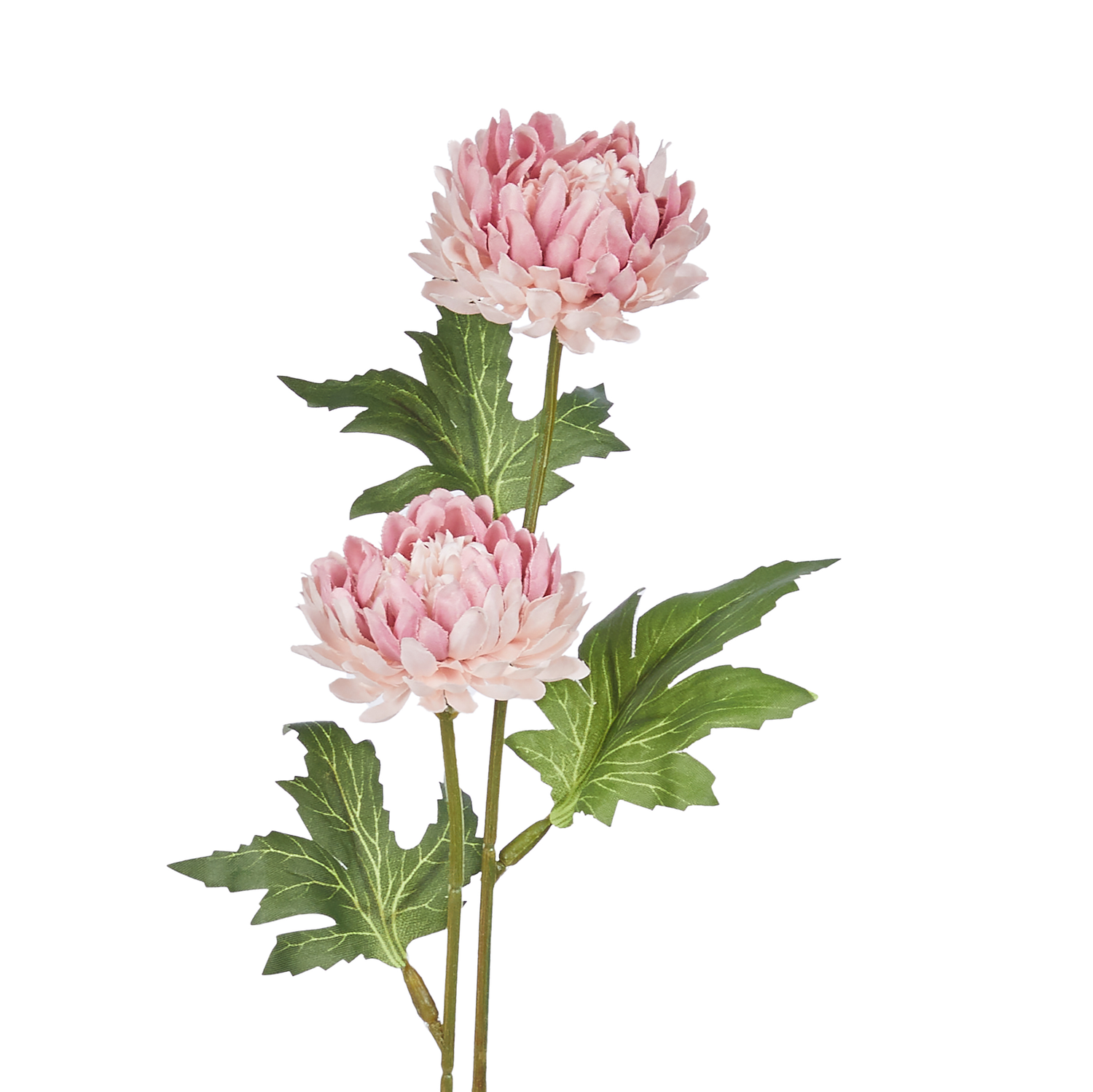 FLORISTA crizantema roz pal