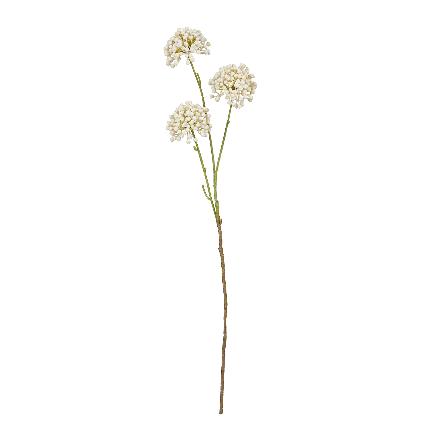 FLORISTA tulpina mini allium
