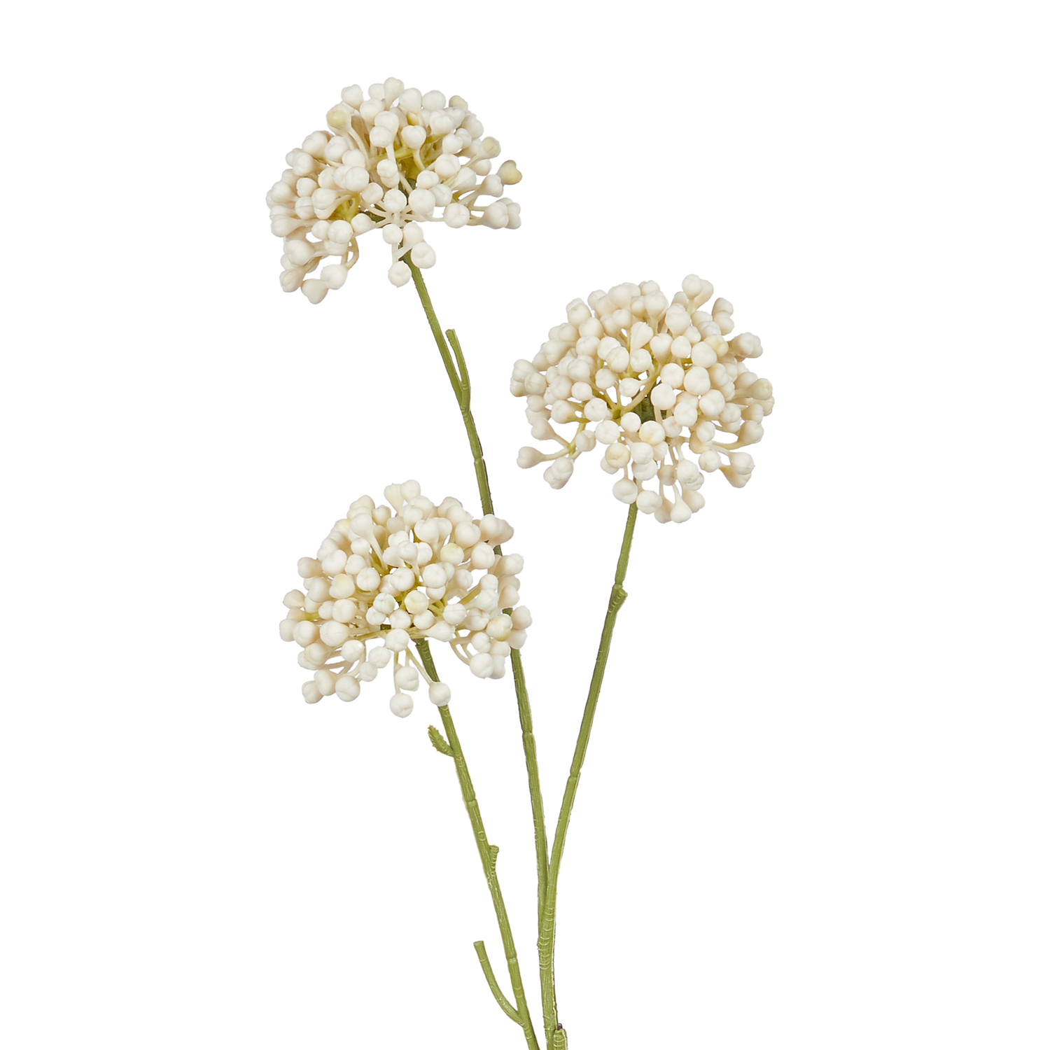 FLORISTA tulpina mini allium