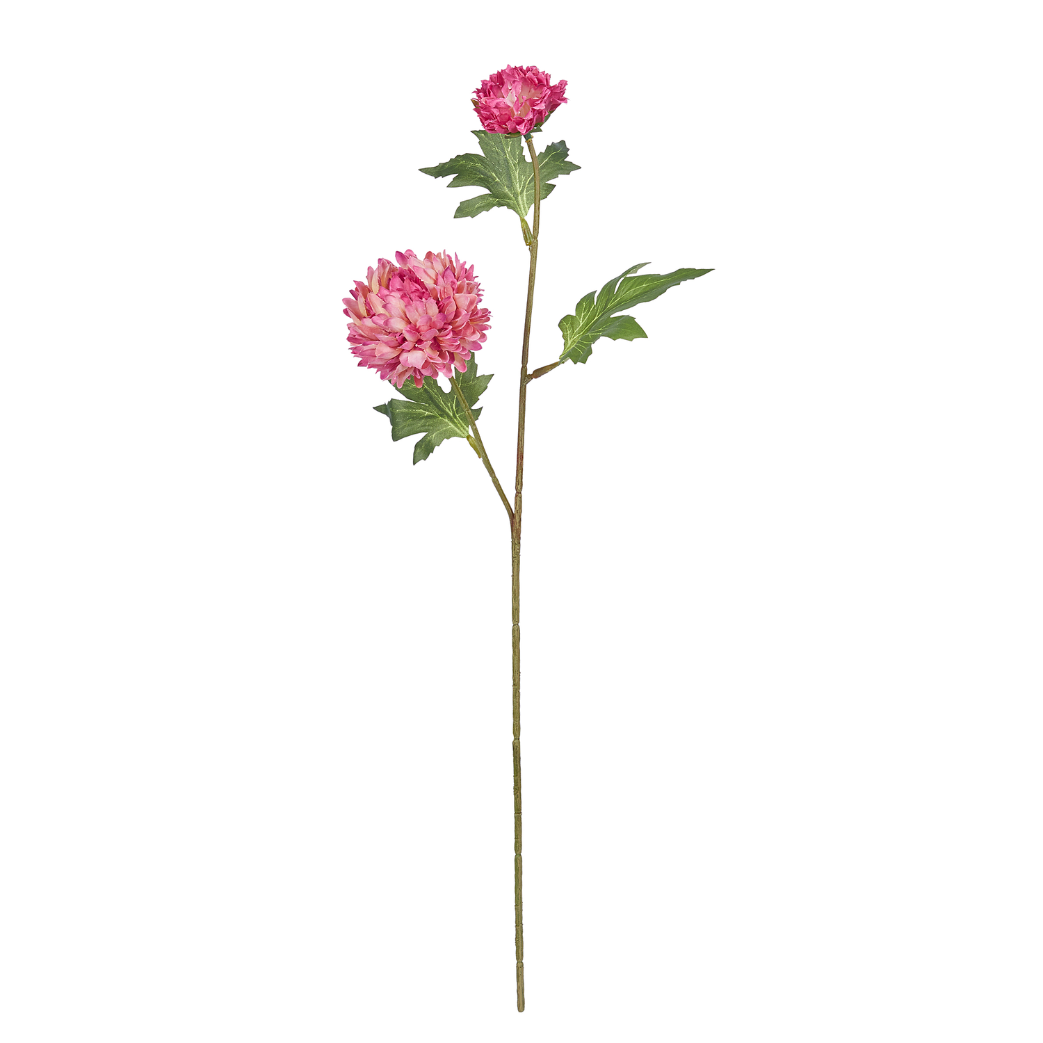 FLORISTA crizantema magenta