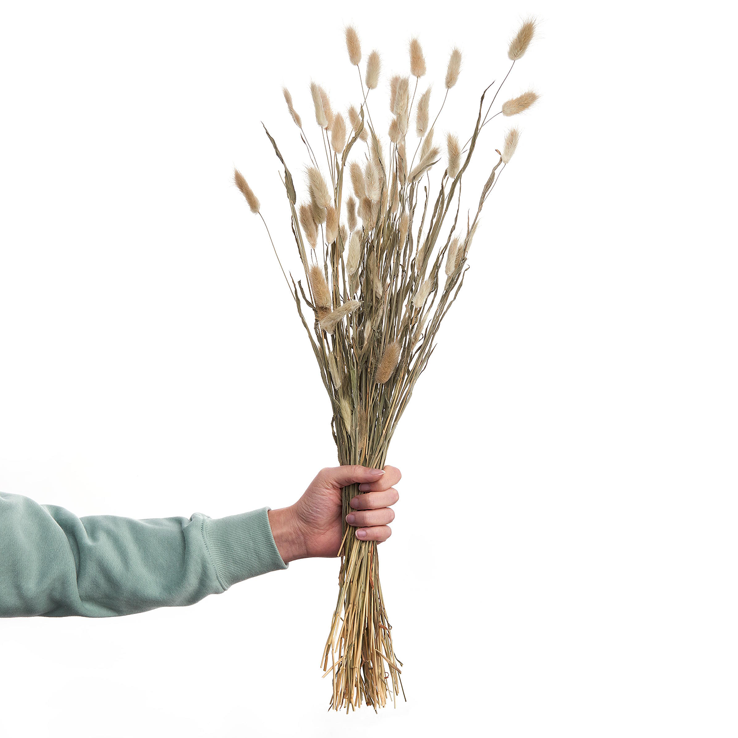 FLOWER MARKET iarba lagurus uscata