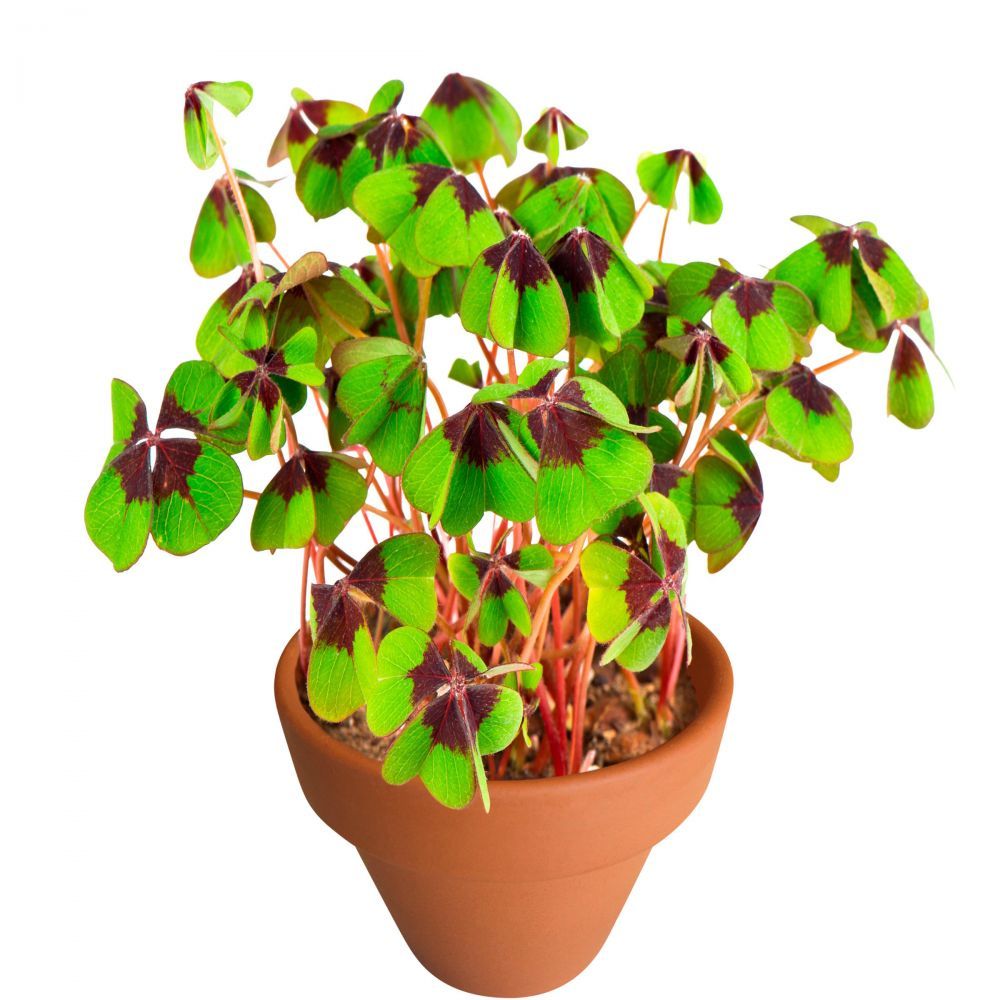 LUCKY LOOK trifoi norocos in ghiveci verde