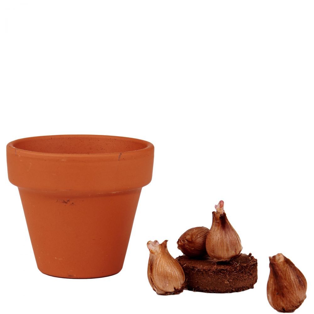 LUCKY LOOK trifoi norocos in ghiveci verde