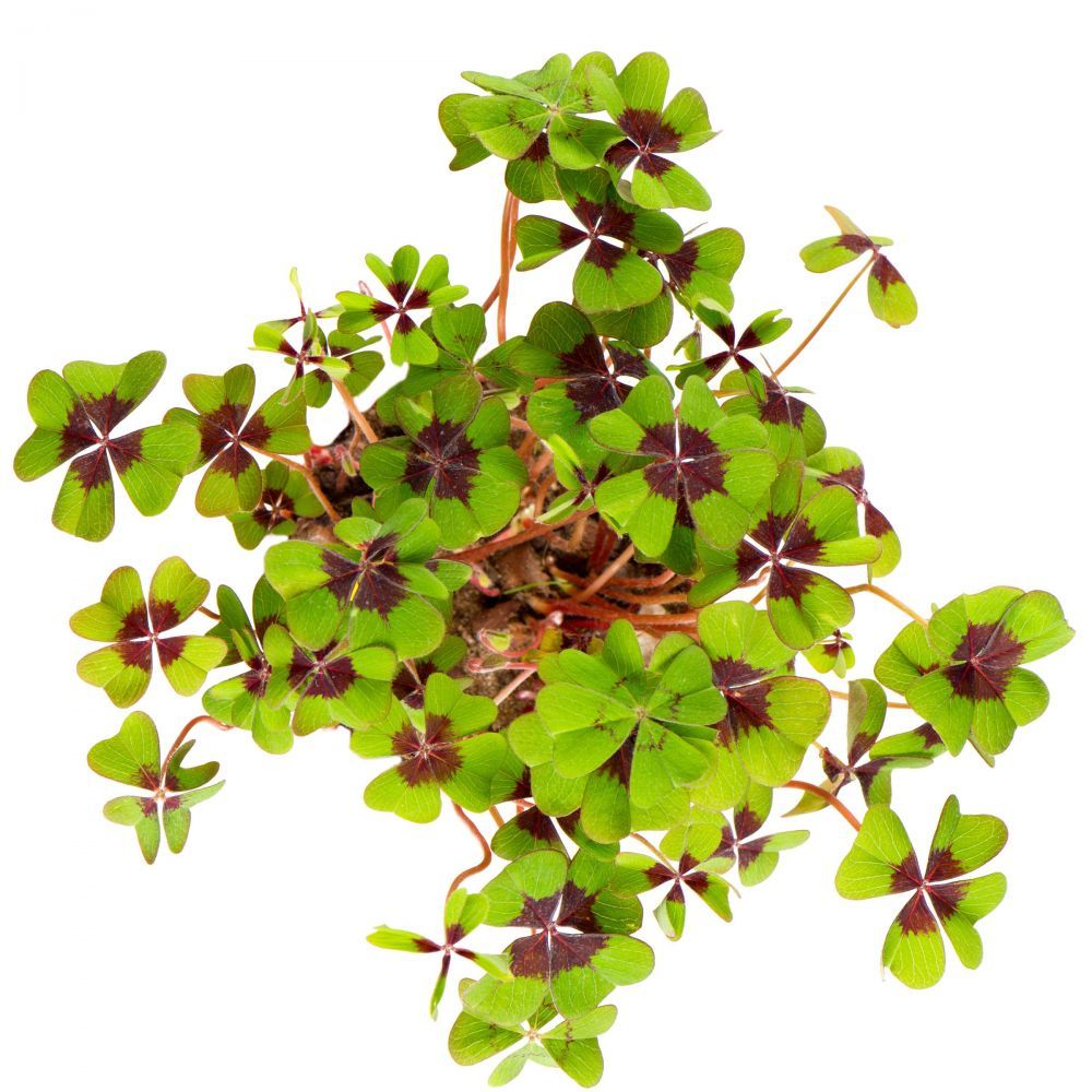 LUCKY LOOK trifoi norocos in ghiveci verde