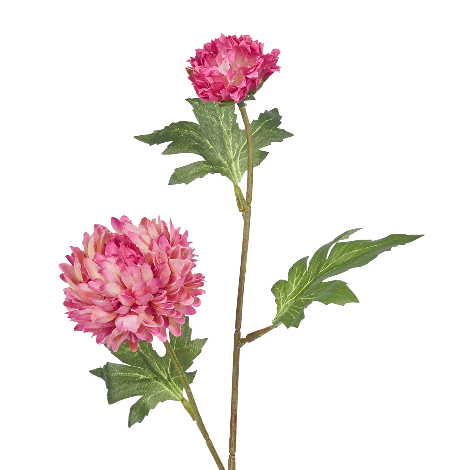 FLORISTA crizantema magenta